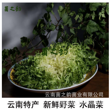 云南特產山茅野菜 量大從優新鮮狗牙菜 產地批發生鮮蔬菜水晶菜