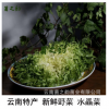 云南特產山茅野菜 量大從優(yōu)新鮮狗牙菜 產地批發(fā)生鮮蔬菜水晶菜