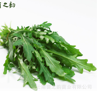 生鮮有機食品新鮮蔬菜 安全天然無公害野菜葉菜 新鮮野生芝麻菜