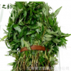 量大從優(yōu)新鮮野生菜 云南土特產生鮮山茅野菜 新鮮香柳菜產地批發(fā)