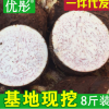 優(yōu)彤廣西荔浦芋頭8斤芋頭批發(fā)芋頭新鮮產(chǎn)地批發(fā)微商代理一件代發(fā)