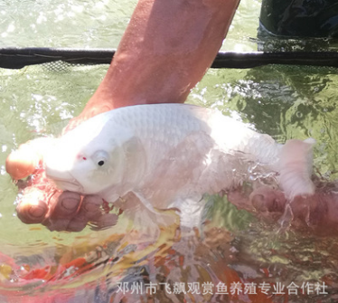 日本觀賞魚水族館白金錦鯉錦鯉活體魚苗鮮活水花特種水產(chǎn)批發(fā)