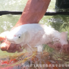 日本觀賞魚水族館白金錦鯉錦鯉活體魚苗鮮活水花特種水產(chǎn)批發(fā)