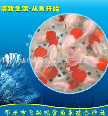 大型漁場淡水觀賞魚精品 金魚龍睛 活體大量批發(fā) 水花魚苗