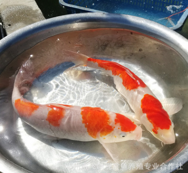 日本紅白錦鯉 觀賞魚水族館 錦鯉活體魚苗鮮活 水花特種批發(fā)