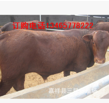 云南昆明小肉牛多少錢一頭，肉牛犢價格，賣養殖小黃牛養牛基地