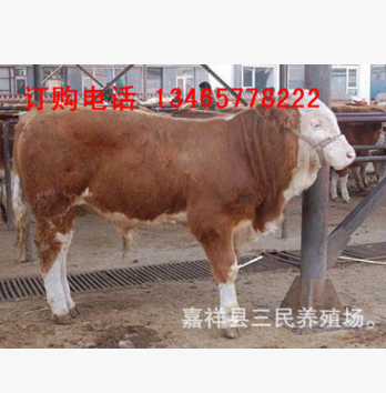 小牛犢價格 西門塔爾小牛價格 活牛價格 黃牛犢肉牛養殖