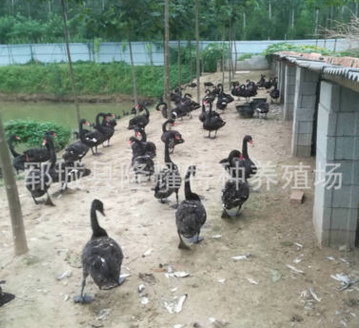 優質黑天鵝多少錢一只 飼養黑天鵝場地要求 近期黑天鵝出售價格