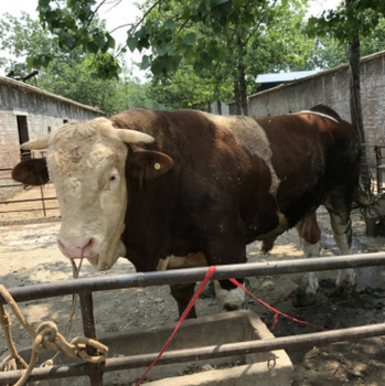 現在養殖魯西黃牛肉牛利潤 小牛犢子多少錢 肉牛養殖新方法免費送