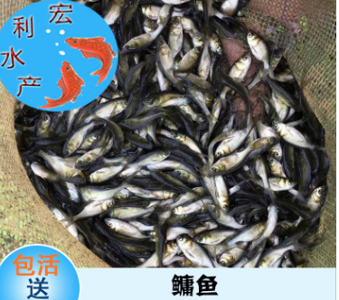 多品種水花魚苗 鳙魚魚苗 四大家魚苗 水產養殖 廣東魚苗批發