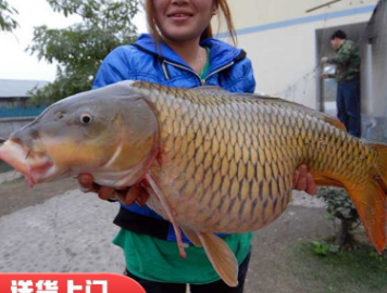 大量供應優質鯉魚苗 工程鯉魚苗 鯉魚水花 建鯉苗 魚苗供應