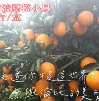 雷波臍橙10斤每盒 正宗四川特產(chǎn)臍橙橙子 現(xiàn)摘現(xiàn)賣基地直發(fā)