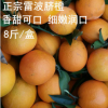 正宗特產(chǎn)雷波臍橙 8斤新鮮橙子批發(fā) 基地直銷新鮮水果現(xiàn)摘現(xiàn)賣