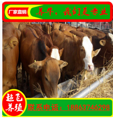 養(yǎng)殖肉牛 魯西黃牛養(yǎng)殖場(chǎng) 肉牛養(yǎng)殖 水牛 農(nóng)村小型養(yǎng)牛場(chǎng)