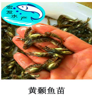 【大量出售】?jī)?yōu)質(zhì)黃顙魚苗 黃辣丁魚苗 瓦市黃骨魚苗 超雄黃顙魚