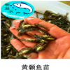 【大量出售】?jī)?yōu)質(zhì)黃顙魚苗 黃辣丁魚苗 瓦市黃骨魚苗 超雄黃顙魚