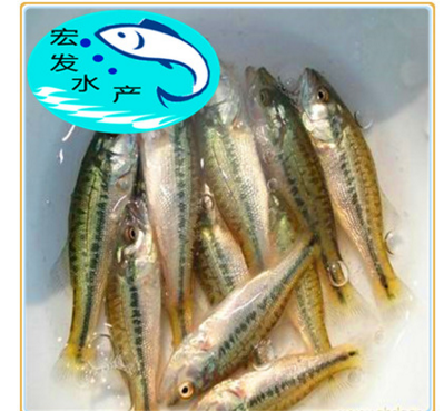 2018加州鱸魚苗火熱供應(yīng)，優(yōu)鱸1號(hào)，鱸魚苗