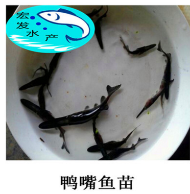 鮮活水產(chǎn)鴨嘴魚苗 抗病力強(qiáng)淡水小魚苗 魚苗養(yǎng)殖批發(fā) 美國(guó)匙吻鱘