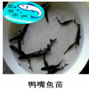 鮮活水產(chǎn)鴨嘴魚苗 抗病力強(qiáng)淡水小魚苗 魚苗養(yǎng)殖批發(fā) 美國(guó)匙吻鱘