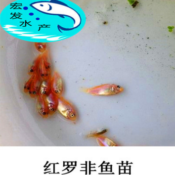 《大量出售》優(yōu)質(zhì)紅羅非魚苗 （彩虹鯛）魚苗繁殖基地