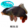 【大量批發(fā)】水產(chǎn)養(yǎng)殖建鯉魚苗 亞洲鯉魚苗 工程鯉魚苗 鯉魚水花