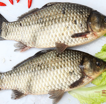 鮮活綠色養殖淡水魚