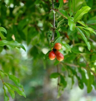 供應各種工程苗木 花卉 基地直銷 優質 石榴樹苗