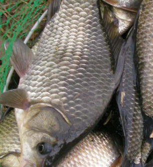 純天然淡水野生鮮活鯽魚養殖