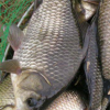 純天然淡水野生鮮活鯽魚養殖