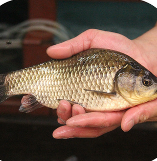 農家原生態無污染淡水魚 天然養殖鮮美肉嫩鯽魚 食用活魚批發