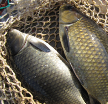 農家原生態無污染淡水魚 天然養殖鮮美肉嫩鯽魚 食用活魚