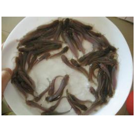 廣東魚苗養(yǎng)殖場批發(fā)本地塘鲺魚苗 胡子鯰 土塘虱魚苗免郵！