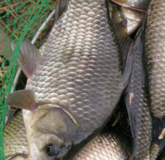 新鮮正宗野生鯽魚(yú)