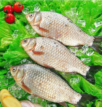 優(yōu)質(zhì)鮮活水產(chǎn)——鯽魚(yú)