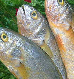 大黃花魚 海魚 新鮮野生 鮮活黃花魚 深海海鮮魚 大頭黃 3斤包郵