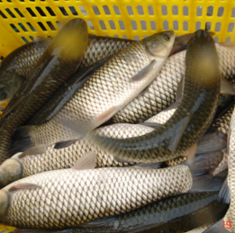 供應蕪湖縣特種水產草魚