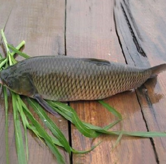 供應草魚淡水養殖草魚綠色無污染有機的淡水魚優質鮮活野生草魚批發