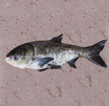 熱銷(xiāo)淡水魚(yú)類(lèi)花鰱魚(yú) 野生花鰱 鰱魚(yú)蕪湖冬冬淡水魚(yú)養(yǎng)殖場(chǎng)