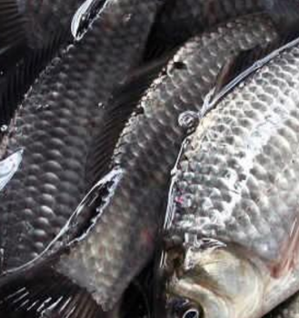 蕪湖靜辰野生鮮活健康美味鯽魚(yú)