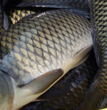 蕪湖靜辰鮮活鯉魚