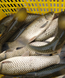 供應蕪湖縣特種水產草魚