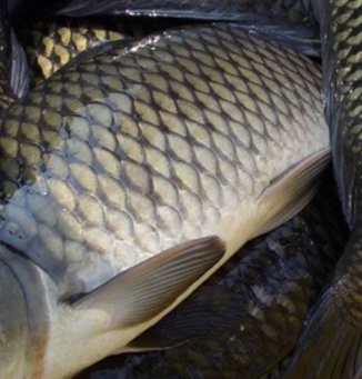 蕪湖先章淡水野生鮮活鯉魚