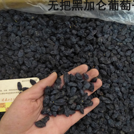 新疆特級黑加侖葡萄干 無把水洗大果干10kg/箱 加工原料散裝批發