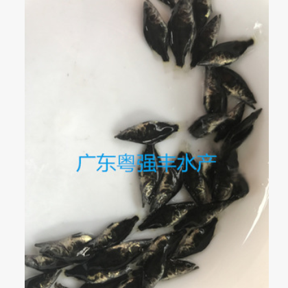 魚苗 廣東桂花魚苗批發 大量桂花魚苗出售 優質魚苗活體