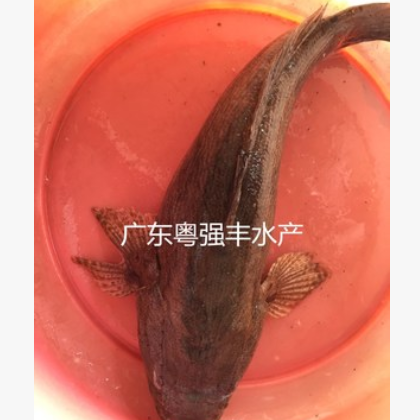 廣東筍殼魚苗批發 淡水優質筍殼魚苗供應 各種淡水魚苗出售