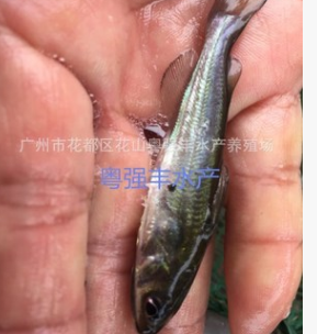 斑點叉美魚苗批發 淡水魚類出售 叉美魚苗供應