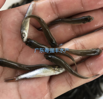 優質銀鱈魚苗批發 淡水魚苗批發 銀鱈魚苗活體出售