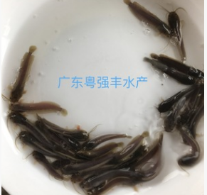 塘鲺魚苗批發 胡子鯰魚苗供應 淡水魚苗批發