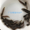 塘鲺魚苗批發 胡子鯰魚苗供應 淡水魚苗批發