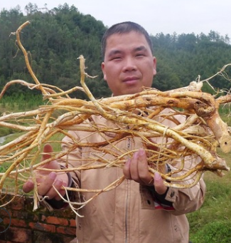 廣東梅州客家傳統(tǒng)滋補品藥食同源五指毛桃根農(nóng)產(chǎn)品土特產(chǎn)